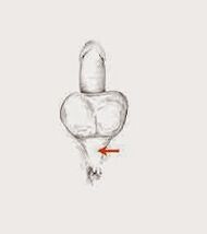 potentsi lihaseid ja nende pinget potentsi suurendamiseks